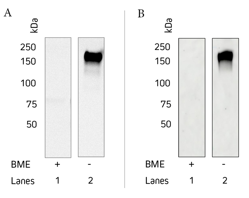 Western blot showing detection of purified human IgE by Jackson ImmunoResearch Anti-Human IgE in reducing and non-reducing conditions.