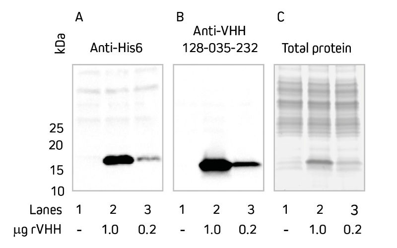 Western blot comparing detection of target protein in E. coli lysate