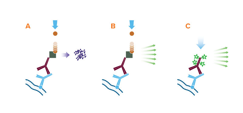 Depiction of the 3 detection methods for Western blot