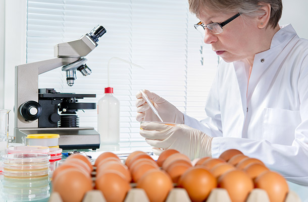 Scientist using pipette, chicken eggs in view