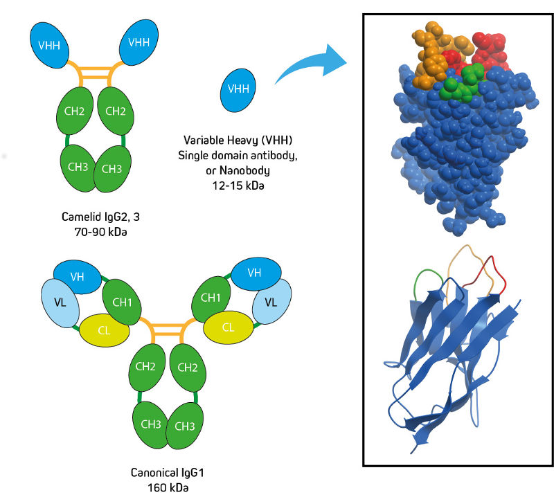Camelid Immunoglobulin Subclasses and Crystal Structure
