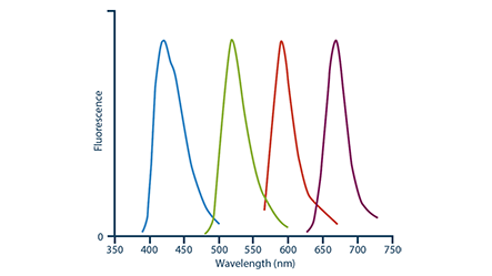 Thumbnail Preview of 4-Color Imaging With DyLight 405 Conjugates