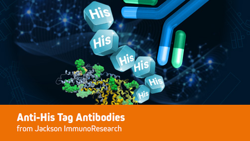 Thumbnail Preview of Introduction to Anti-His Tag Antibodies