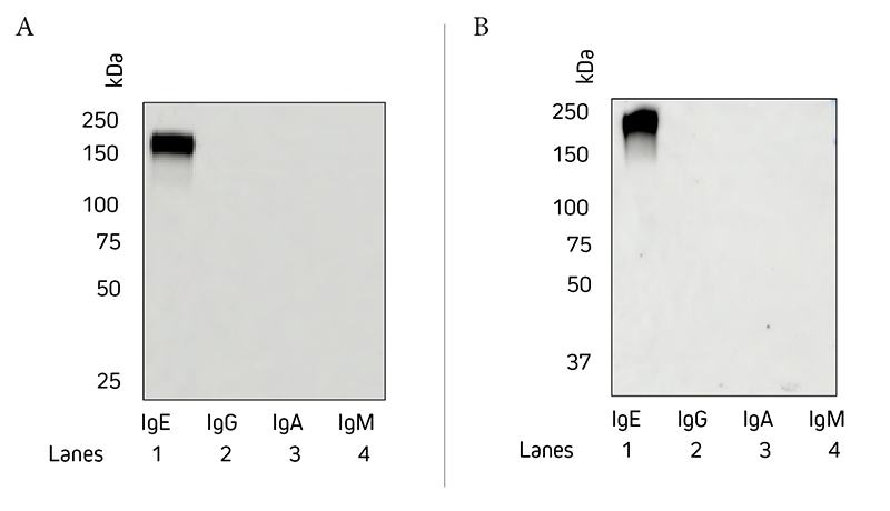 Western blot showing the specificity of Jackson ImmunoResearch Anti-Human IgE.