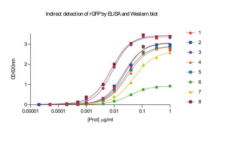 ELISA Detection of llama rVHH anti-GFP