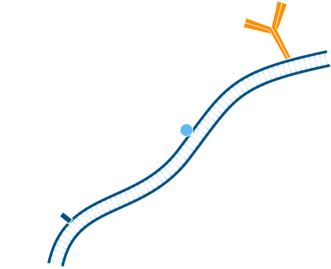 Use of FabuLight - labeled primaries for two antigens on tissue: step one.