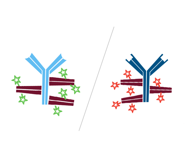 Use of FabuLight - labeled primaries for two antigens on tissue: step three part one.