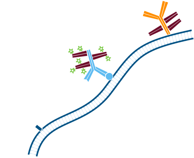 Use of FabuLight - labeled primaries for two antigens on tissue: step five.