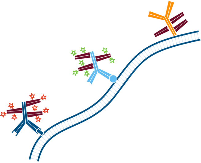 Use of FabuLight - labeled primaries for two antigens on tissue: step five.