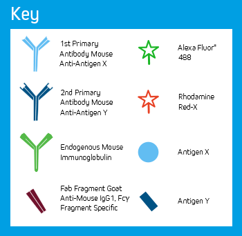 Use of FabuLight - labeled primaries for two antigens on tissue: Key of Elements.
