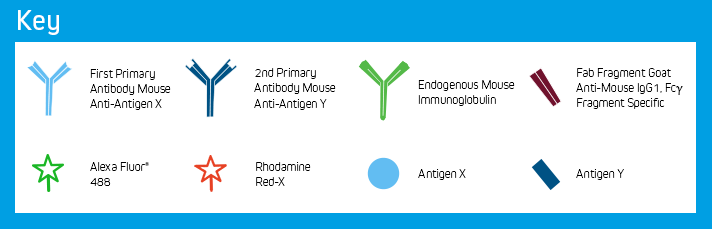 Use of FabuLight - labeled primaries for two antigens on tissue: Key of Elements.