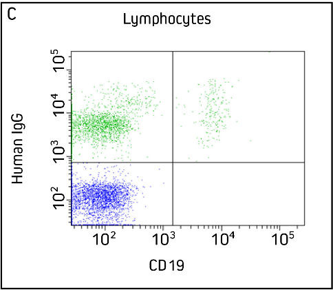 Flow Cytometry Detection of VHH Double Labeling