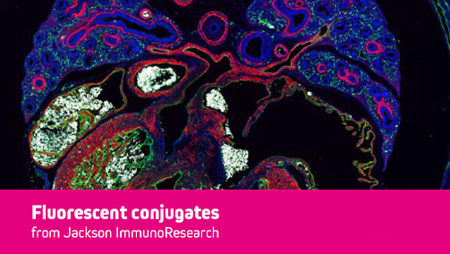 Thumbnail Preview of Introduction to Immunofluorescence
