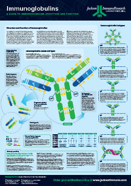 Thumbnail Preview of Immunoglobulins Structure and Function