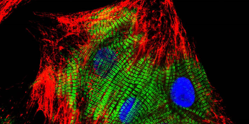 Immunofluorescence