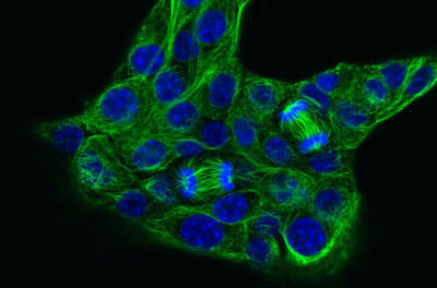 IF image of Alpha tubulin visualised with JIR Alexa Fluor® 488-conjugated secondary antibodies
