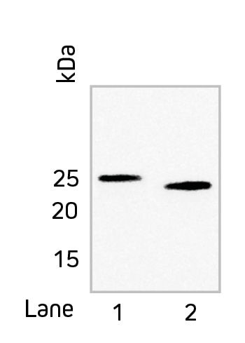 WB Detection of llama rVHH anti-GFP