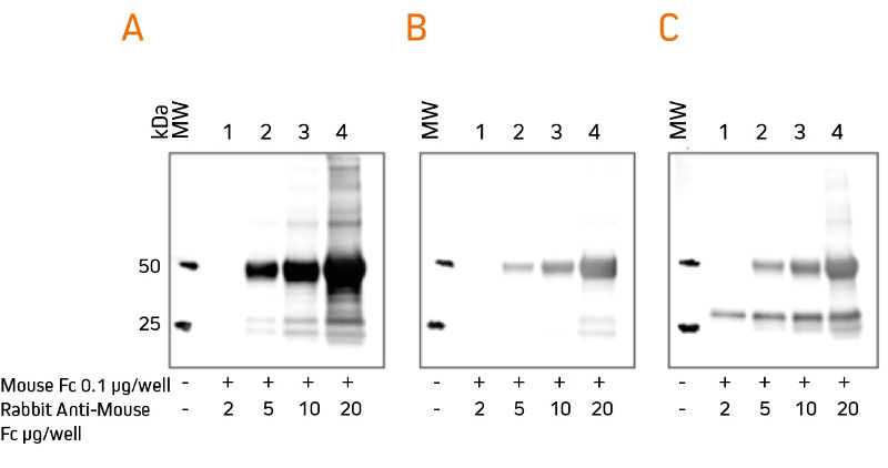 Western blotting after IP - FabuLight blocking to avoid obscuring analytes in the 25 kDa range