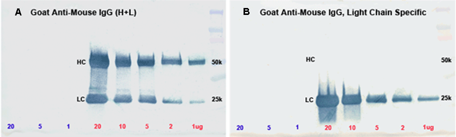 antibody-fc