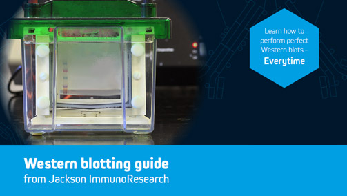 Thumbnail Preview of Western Blotting Guide