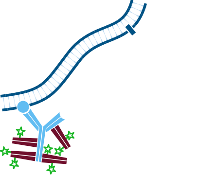 Use of conjugated Fab fragments for labeling and blocking: step two.