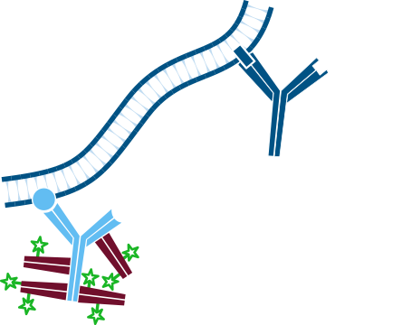 Use of conjugated Fab fragments for labeling and blocking: step three.