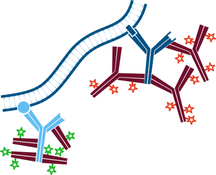 Use of conjugated Fab fragments for labeling and blocking: step four.