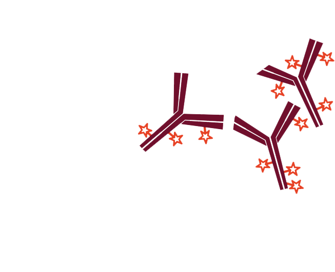 Use of conjugated Fab fragments for labeling and blocking: step four.