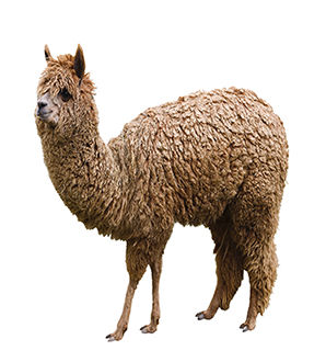 Alpaca