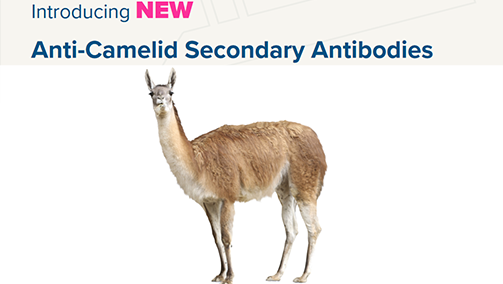 Thumbnail Preview of Anti-Camelid Secondary Antibodies