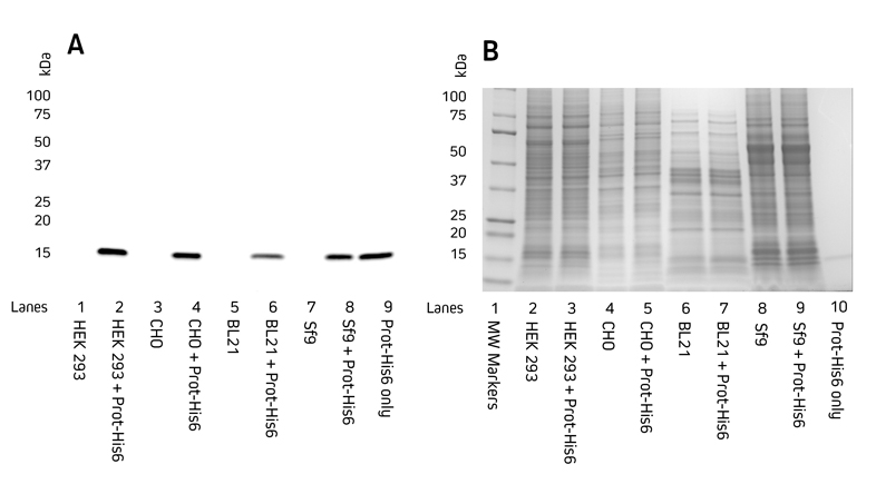 Detection of His-Tagged proteins in a range of cell lysates. 