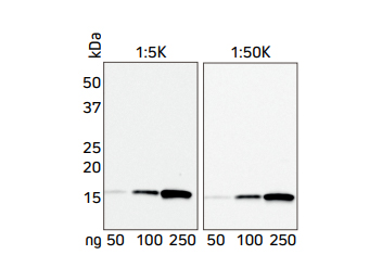 Western blot showing the detection of His-Tagged protein at two concentrations of HRP Rabbit Anti-His Tag antibody