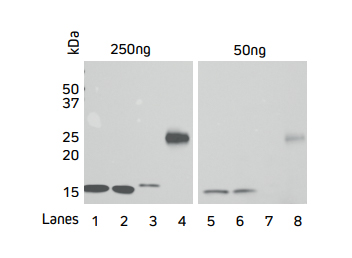 Direct Western blot showing the limit of detection for four recombinant His-Tagged proteins by HRP Rabbit Anti-His Tag antibody