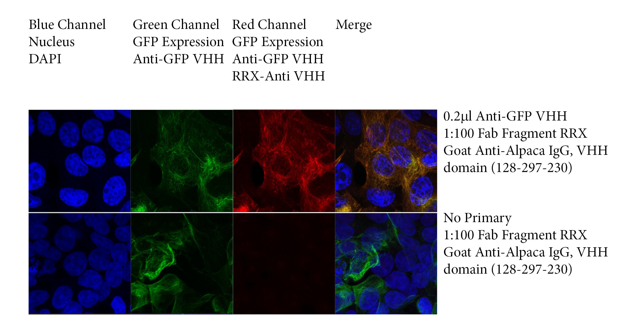 Imaging Nanobodies with Monovalent Fab fragment Goat Anti-Alpaca, VHH domain antibodies