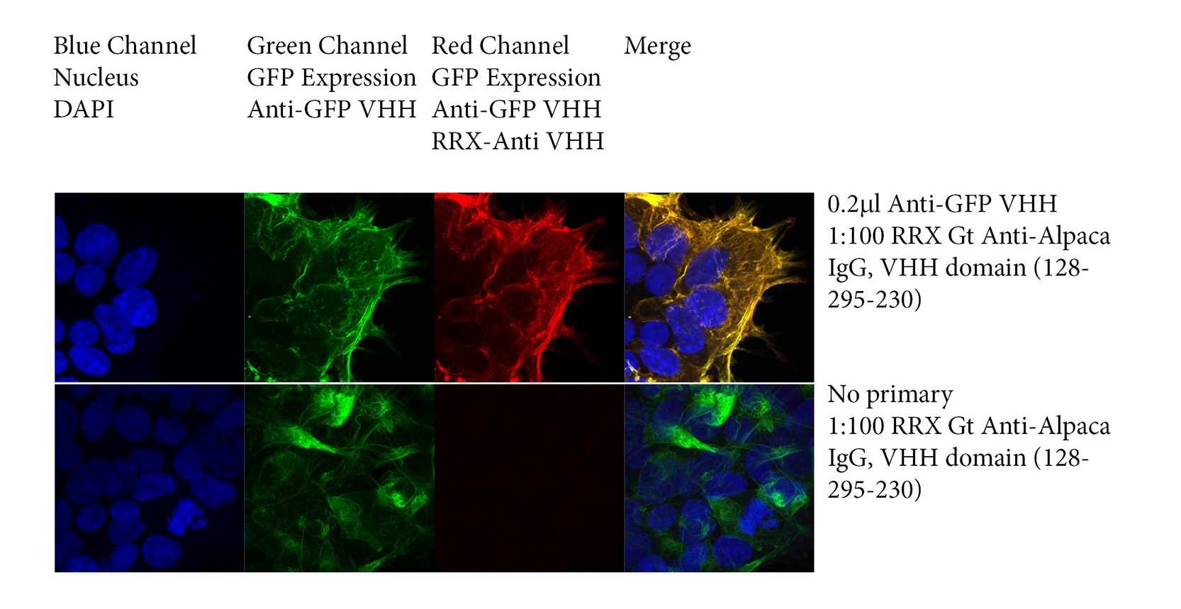 Imaging Nanobodies with Whole IgG Goat Anti-Alpaca, VHH Domain antibodies