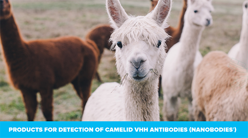 Thumbnail Preview of Anti-VHH Brochure