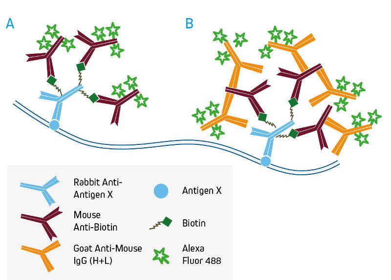 Signal Enhancement with Anti-Biotin antibodies