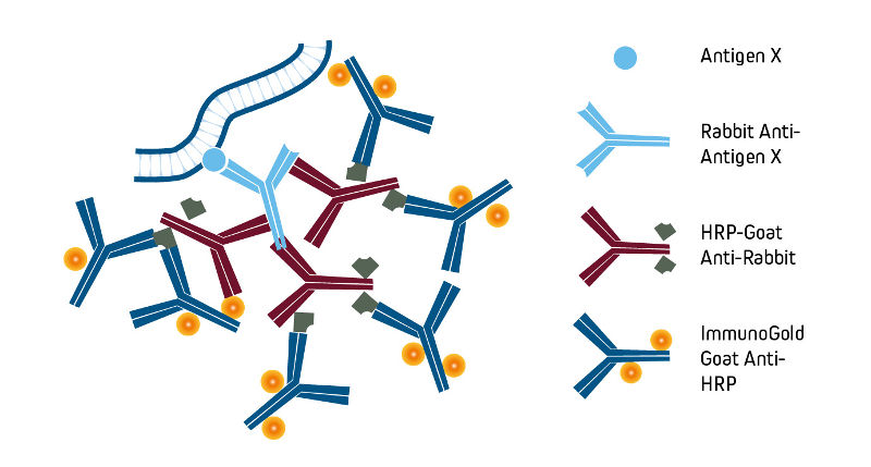 Signal Enhancement with Anti-HRP antibodies