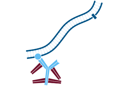 Use of unconjugated Fab fragments to cover the first primary antibody, presenting it as a different species: step two.