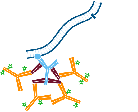 Use of unconjugated Fab fragments to cover the first primary antibody, presenting it as a different species: step three.