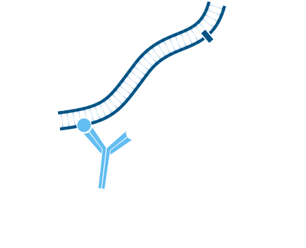 Use of unconjugated Fab fragments to cover the first primary antibody, presenting it as a different species: step one.