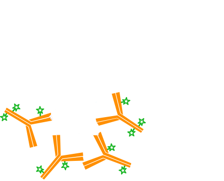 Use of unconjugated Fab fragments to cover the first primary antibody, presenting it as a different species: step three.