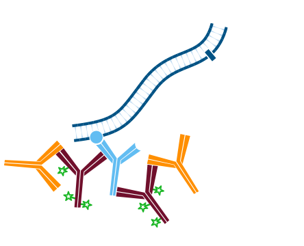 Use of unconjugated Fab fragments for blocking after the first secondary antibody step: step three.