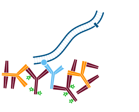 Use of unconjugated Fab fragments for blocking after the first secondary antibody step: step four.