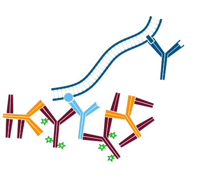 Use of unconjugated Fab fragments for blocking after the first secondary antibody step: step five.