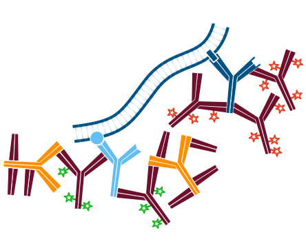 Use of unconjugated Fab fragments for blocking after the first secondary antibody step: step six.