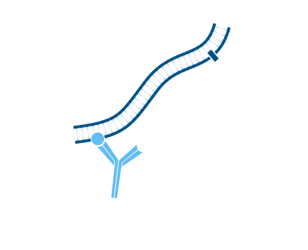 Use of unconjugated Fab fragments for blocking after the first secondary antibody step: step one.