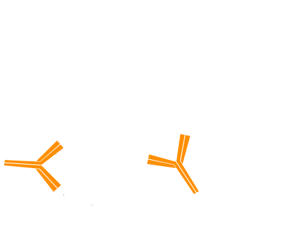 Use of unconjugated Fab fragments for blocking after the first secondary antibody step: step three.