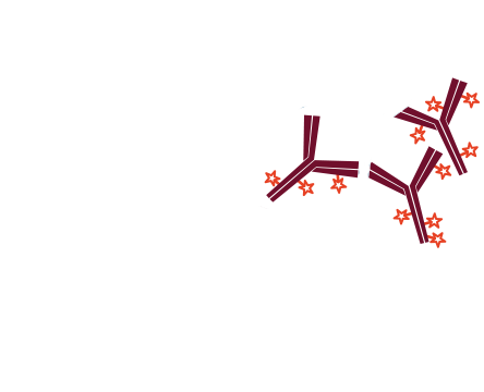 Use of unconjugated Fab fragments for blocking after the first secondary antibody step: step six.