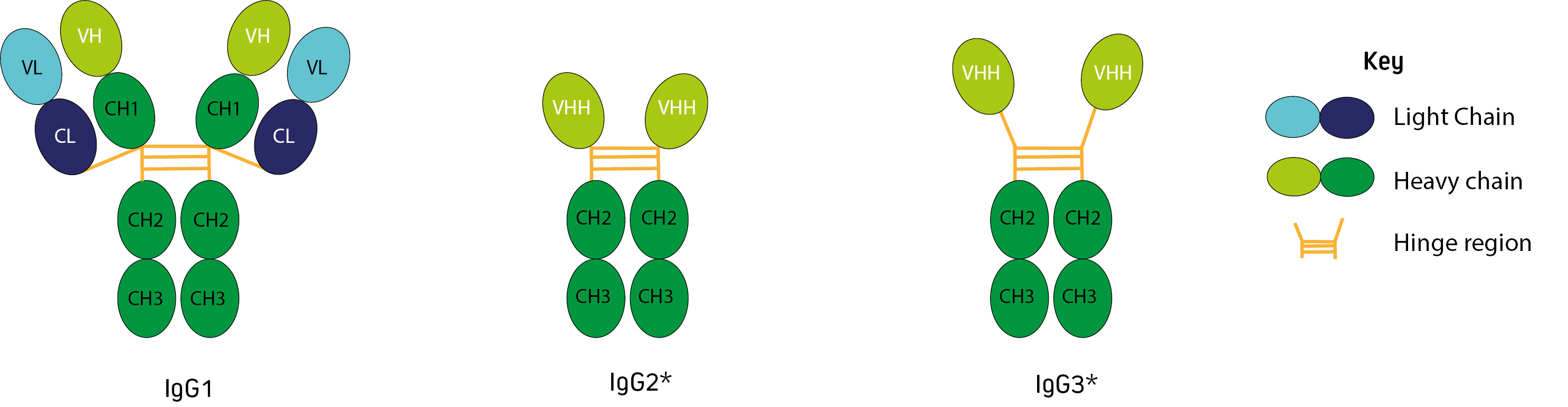 Camelid Immunoglobulins